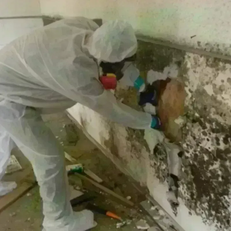 Mold Remediation and Removal in Pottsville, PA